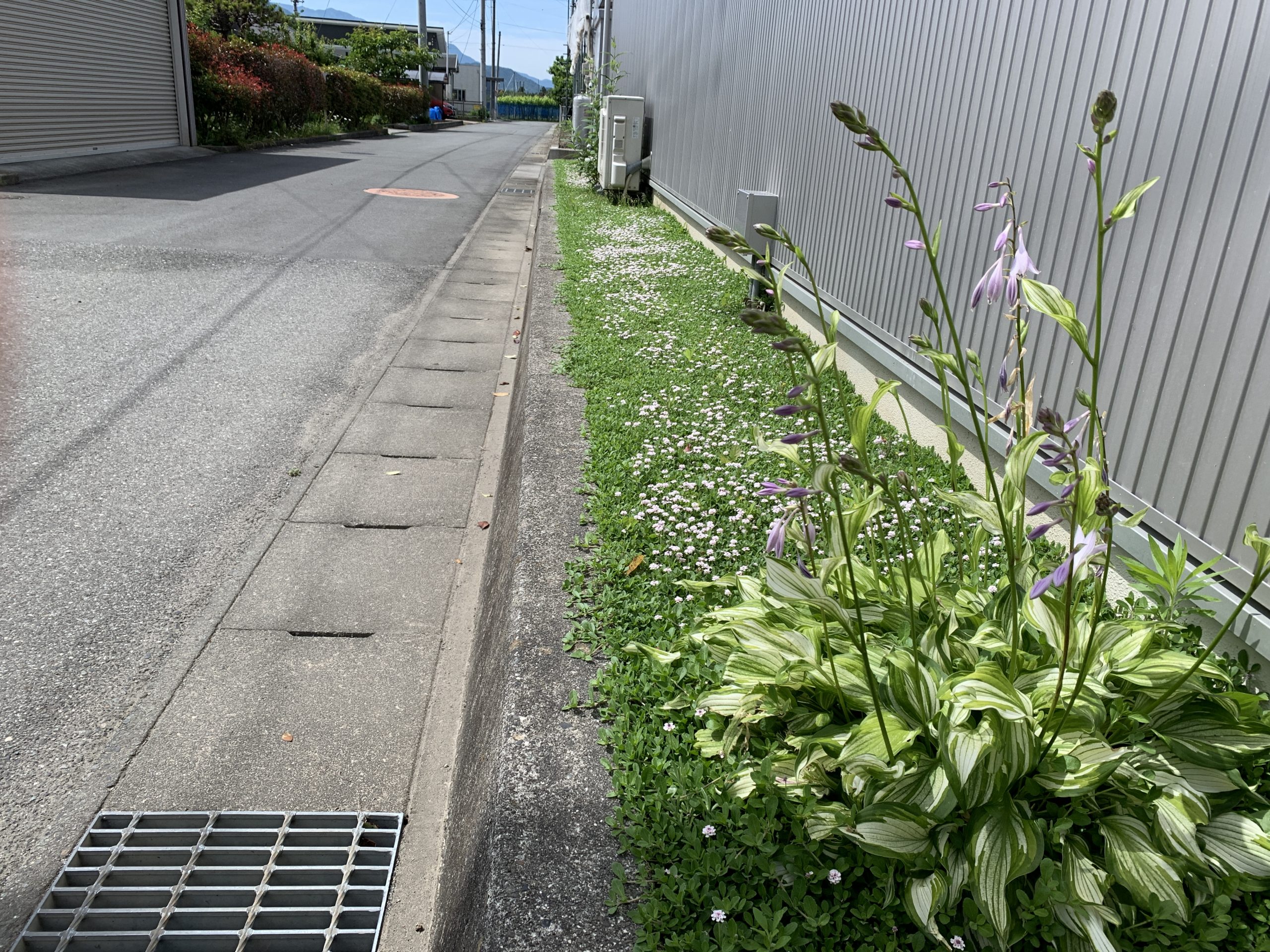 グランドカバーはヒメイワダレソウ 今年もきれいに咲きました 河野建築設計室 山梨県南アルプス市の建築設計事務所